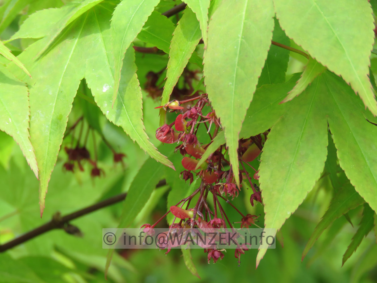 Acer palmatum Osakazuki - Bluetenmacro01.JPG